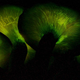 Illustration for article titled When forests glow green in the night